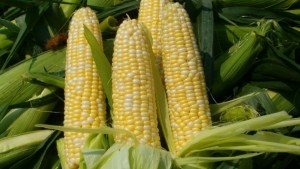 Украина готова экспортировать кукурузу на ее историческую родину