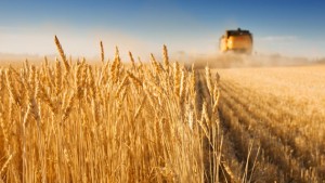 Объем экспорта пшеницы может увеличиться на 300 тысяч тонн
