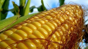 Украина стремительно наращивает темп экспорта кукурузы