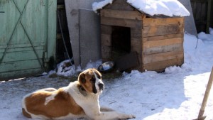 В Киевской области – нашествие бешеных животных