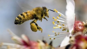 Украина входит в четверку стран-лидеров по пчеловодству