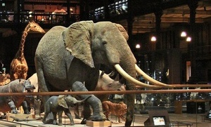 В парижском музее мужчина с бензопилой напал на чучело слона Людовика XIV