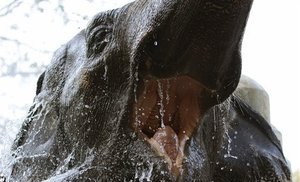 В США неизвестный ранил редкого слона