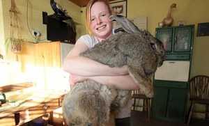 Британский кролик претендует на звание самого крупного представителя вида