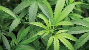 В Грузии планируют легализовать марихуану