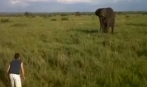 Пьяный турист пытался испугать слона. ВИДЕО