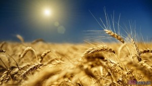 Уборка зерновых в Украине набирает оборотов