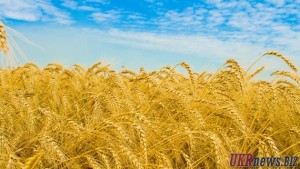 Пять регионов Украины уже вовсю собирают урожай