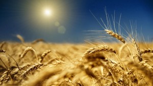Украина производит в 2-3 раза меньше зерновых, чем могла бы