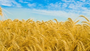 Цены на украинское зерно обещают держать изо всех сил