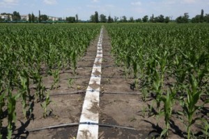 Днепропетровские аграрии растят небывалые урожаи на капельном орошении
