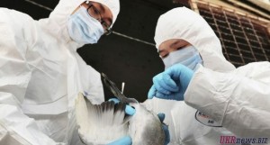 В Пекине выявлен новый случай заражения гриппом H7N9