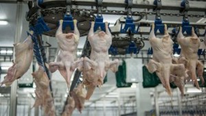 В этом году Украина экспортирует до 120 тысяч тонн курятины