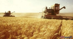 Украина собрала более 32,2 млн тонн ранних зерновых