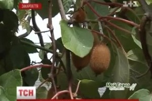 В Украине выращивают экзотические фрукты (Видео)