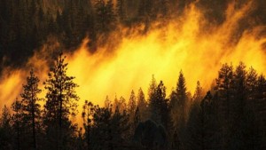 В России из-за лесного пожара загорелись военные склады