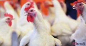 Украина экспортирует до 120 тысяч тонн курятины в ЕС до конца года