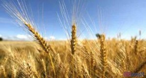 Хороший урожай не даст рост экономики Украины в этом году