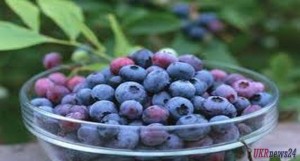 Минагропрод занялся рекордным урожаем фруктов в Крыму