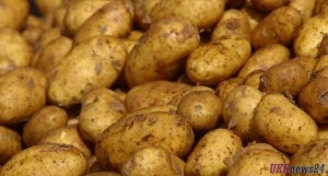Эксперт: Цены на картофель упадут через 2-3 недели