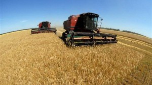 Cбор большого урожая зерновых существенно улучшит динамику ВВП