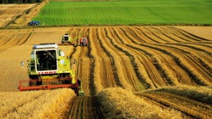 Украина налаживает сотрудничество с голландскими аграриями