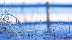 В Украине ожидают первые заморозки уже на этой неделе