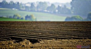 Около 14% сельхозземель в Украине используются незаконно