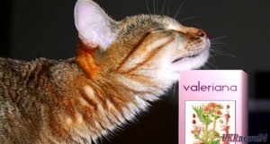 Почему коты и кошки любят валерьянку?