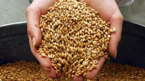 Первые заявки по форвардным закупкам зерна урожая 2014