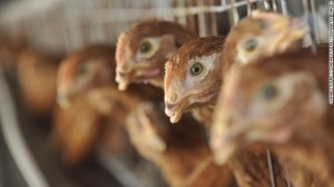 Китай сообщает о возможной первой жертве птичьего гриппа Н10N8