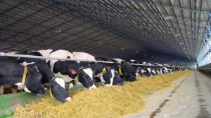 Регистрация скота откроет украинским животноводам двери на европейский рынок