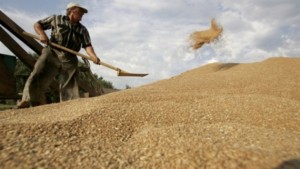 Возврат НДС позволит аграриям реально зарабатывать на зерне