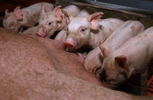 Россия запрещает ввоз украинской свинины
