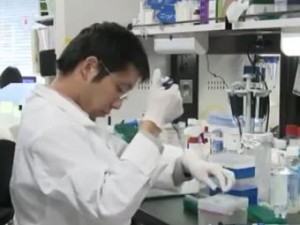 Японские ученые открыли новый способ получения стволовых клеток
