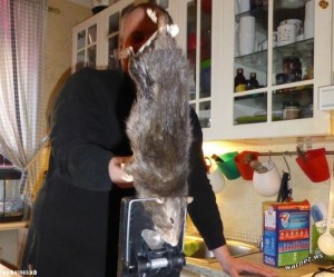 В Швейцарии в частном доме была поймана крыса длиной 40 сантиметров