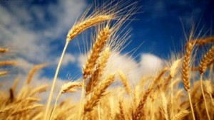 Конфликт в Крыму будет стоить аграриям 1,5 млн тонн зерна