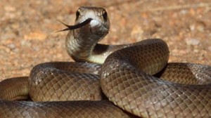 В Австралии мужчину укусила змея, после чего он просто сел пить пиво