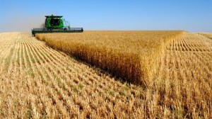 Закупочные цены на зерно бьют исторические рекорды
