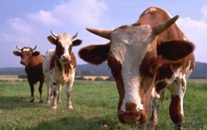 В Чили один удар молнии убил стадо коров