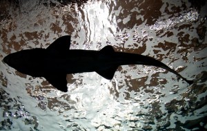 Американец поймал на удочку 365-килограммовую акулу
