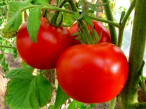 Ученые: любовь к помидорам приводит к появлению неприятного запаха пота