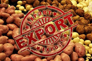 Украина потеряет всего $1 млн на запрете экспорта картофеля в Россию