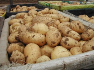 Россия с 16 июня запретит ввоз картофеля из Украины