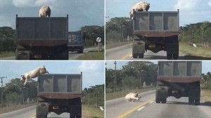 Свинья выпрыгнула на ходу с грузовика, ехавшего на скотобойню (+Видео)