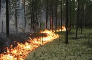 В Днепропетровской области третьи сутки горит лес