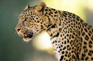 В Индии женщина победила в схватке с леопардом