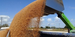 Украина экспортировала рекордные объемы зерна
