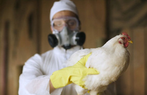 Жертвами птичьего гриппа стали 2 египтян
