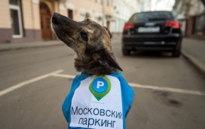 В Винницкой области собаки загрызли до смерти пожилую женщину